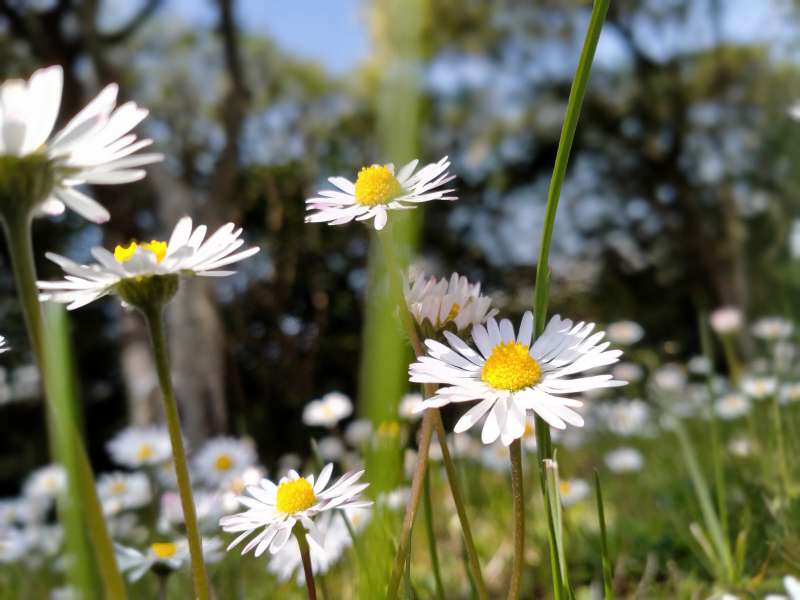 vacanza | Lago di Garda | Campeggio | Primavera