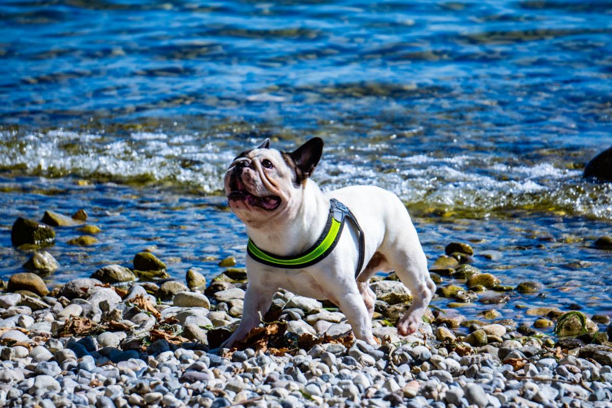 cane in spiaggia lago di garda