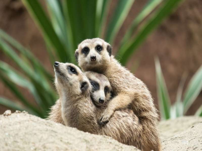 Camping Lago di Garda parchi di divertimenti Zoo