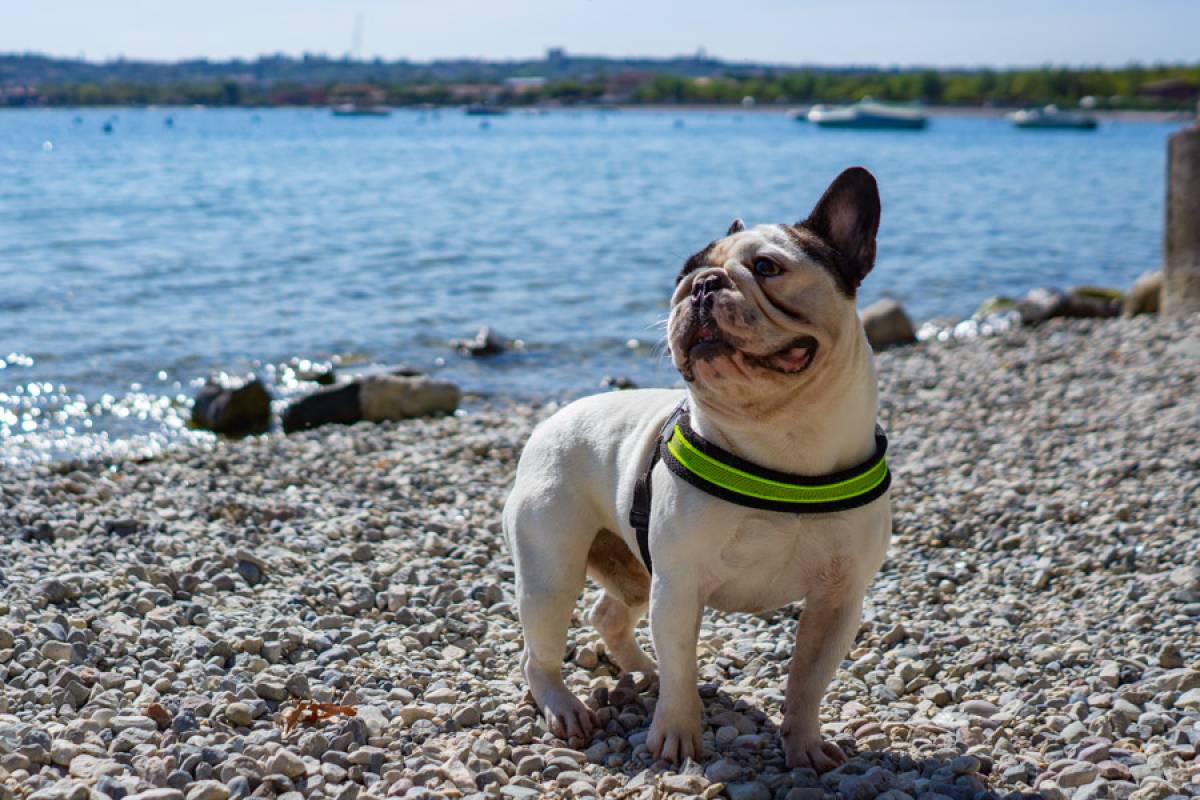 In vacanza sul Lago di Garda con il tuo cane 1