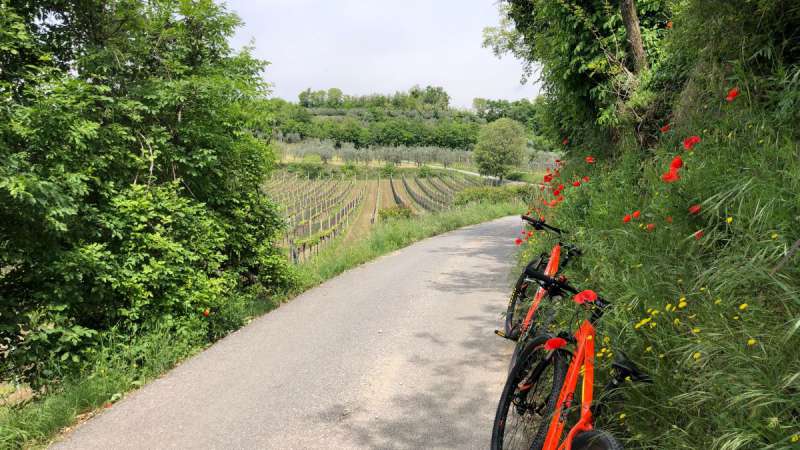 Campeggio Lago di Garda noleggio biciclette e tour (mountain bike)