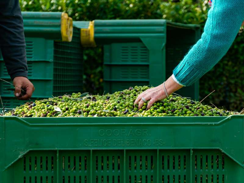 OLIO EXTRA VERGINE OLIVA DOP LAGO DI GARDA 