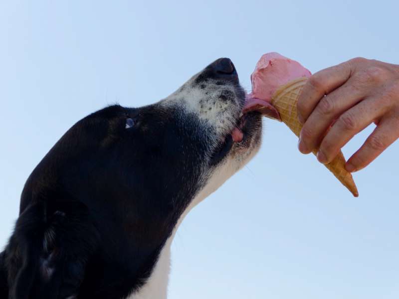 cane che mangia gelato