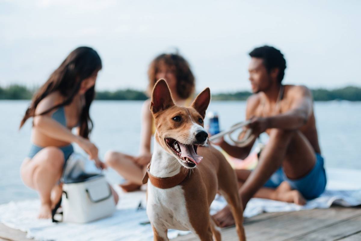 cane sul pontile al lago