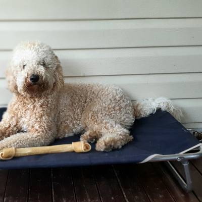 Fijne vakantie voor onze hond 