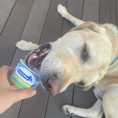 Keeping cool with dog ice cream 