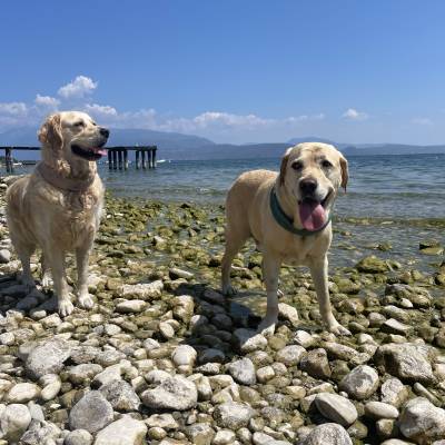 Daisy and Brambles ready for a dip