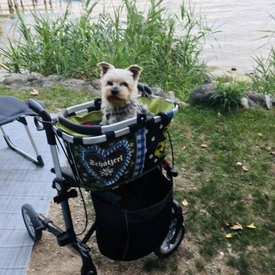 Auch unser Hund ist hier sehr glücklich!