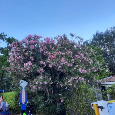 Im ganzen Europa Silvella so schöne Blumen und Bäume! Es was so schön bei euch und den Kindern hat es so sehr gefallen! Lg Florian 