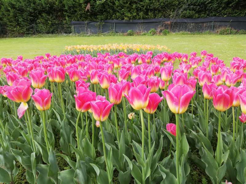 giardini botanici Lago di Garda consigli 